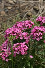 ハマナデシコ(浜撫子)