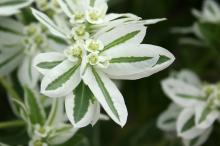 ハツユキソウ(初雪草)