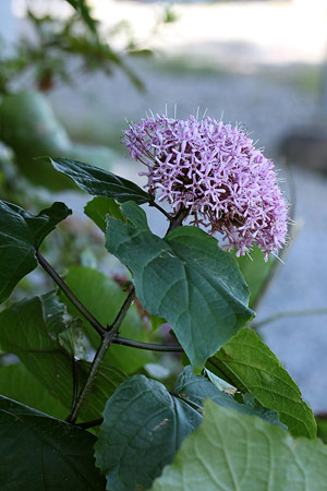 ボタンクサギ(牡丹臭木)