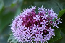 ボタンクサギ(牡丹臭木)