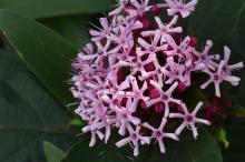 ボタンクサギ(牡丹臭木)