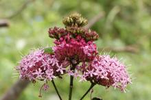 ボタンクサギ(牡丹臭木)