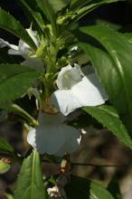 ホウセンカ(鳳仙花)