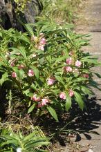 ホウセンカ(鳳仙花)