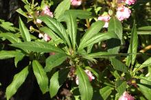 ホウセンカ(鳳仙花)