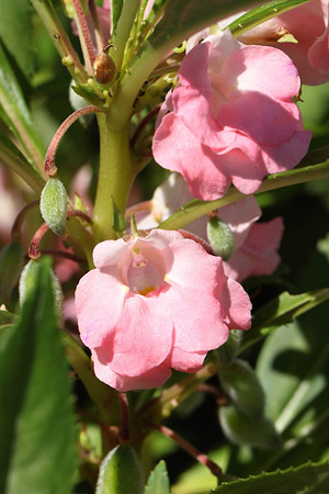 ホウセンカ(鳳仙花)