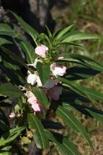 ホウセンカ(鳳仙花)