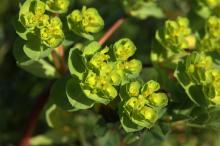 トウダイグサ(灯台草)