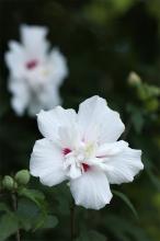 ムクゲ(白)