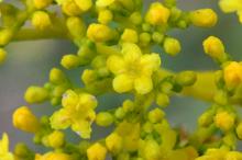 オミナエシ(女郎花)