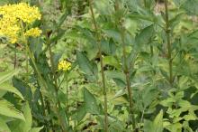 オミナエシ(女郎花)