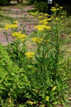 オミナエシ(女郎花)