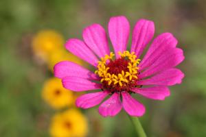 ジニア(ヒャクニチソウ)