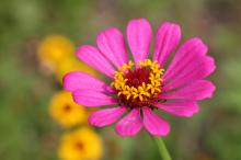 ジニア(ヒャクニチソウ)