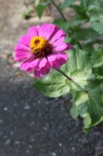 ジニア(ヒャクニチソウ)