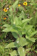 ジニア(ヒャクニチソウ)