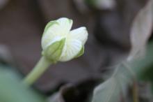 カラスウリ(烏瓜)