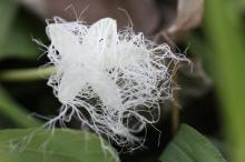 カラスウリ(烏瓜)