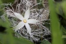 カラスウリ(烏瓜)