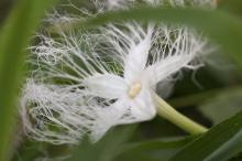 カラスウリ(烏瓜)