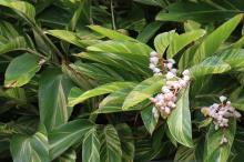 ゲットウ(月桃)