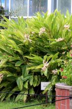 ゲットウ(月桃)