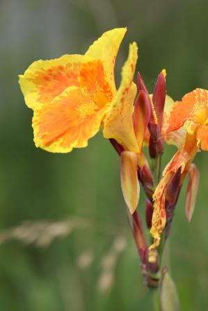 カンナ(オレンジ)