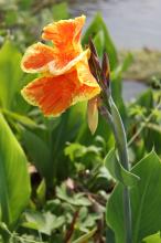 カンナ(オレンジ)