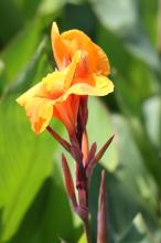 カンナ(オレンジ)