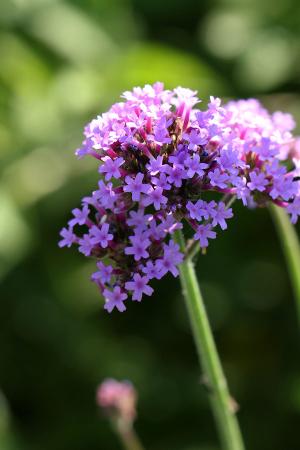 ヤナギハナガサ(柳花笠)