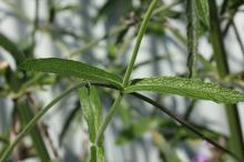 ヤナギハナガサ(柳花笠)