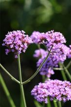 ヤナギハナガサ(柳花笠)