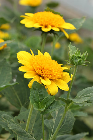 コヒマワリ(小向日葵)