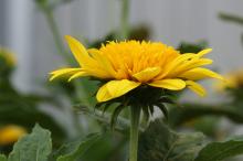 コヒマワリ(小向日葵)