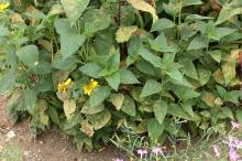 コヒマワリ(小向日葵)