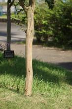 サルスベリ(白)