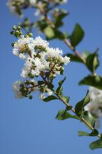 サルスベリ(白)