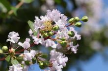 サルスベリ(白)