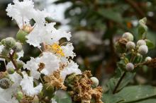 サルスベリ(白)