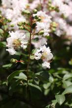 サルスベリ(白)