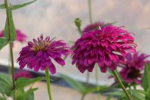 ジニア(ヒャクニチソウ)