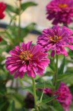 ジニア(ヒャクニチソウ)