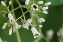 ヘクソカズラ(屁糞葛)