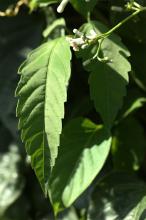 ヘクソカズラ(屁糞葛)