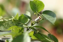 ヘクソカズラ(屁糞葛)