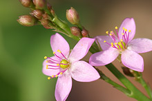 ハゼラン(爆蘭)