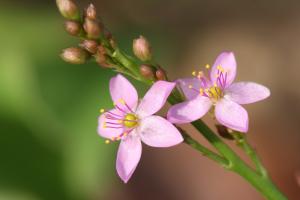 ハゼラン(爆蘭)