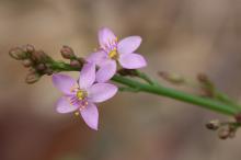 ハゼラン(爆蘭)