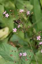 ハゼラン(爆蘭)