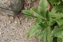 ハゼラン(爆蘭)